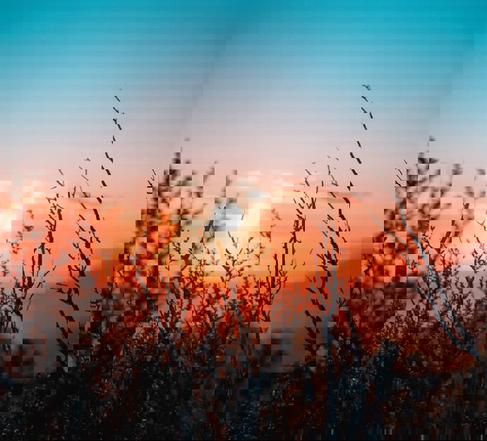 Solnedgang fotograferet med lyng i forgrunden - Sunset photographed with heather in the foreground