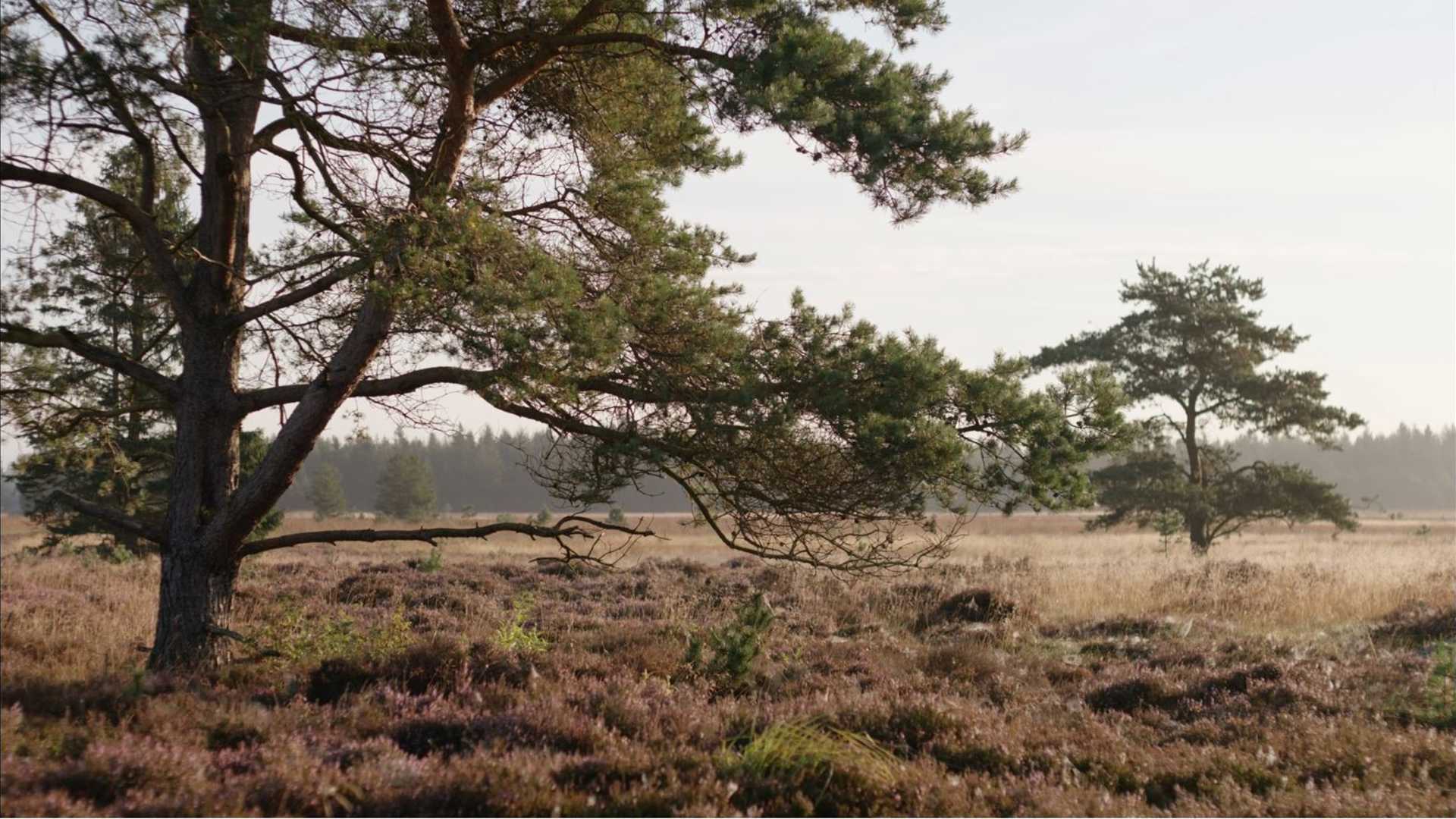 Hede træer ved jorden