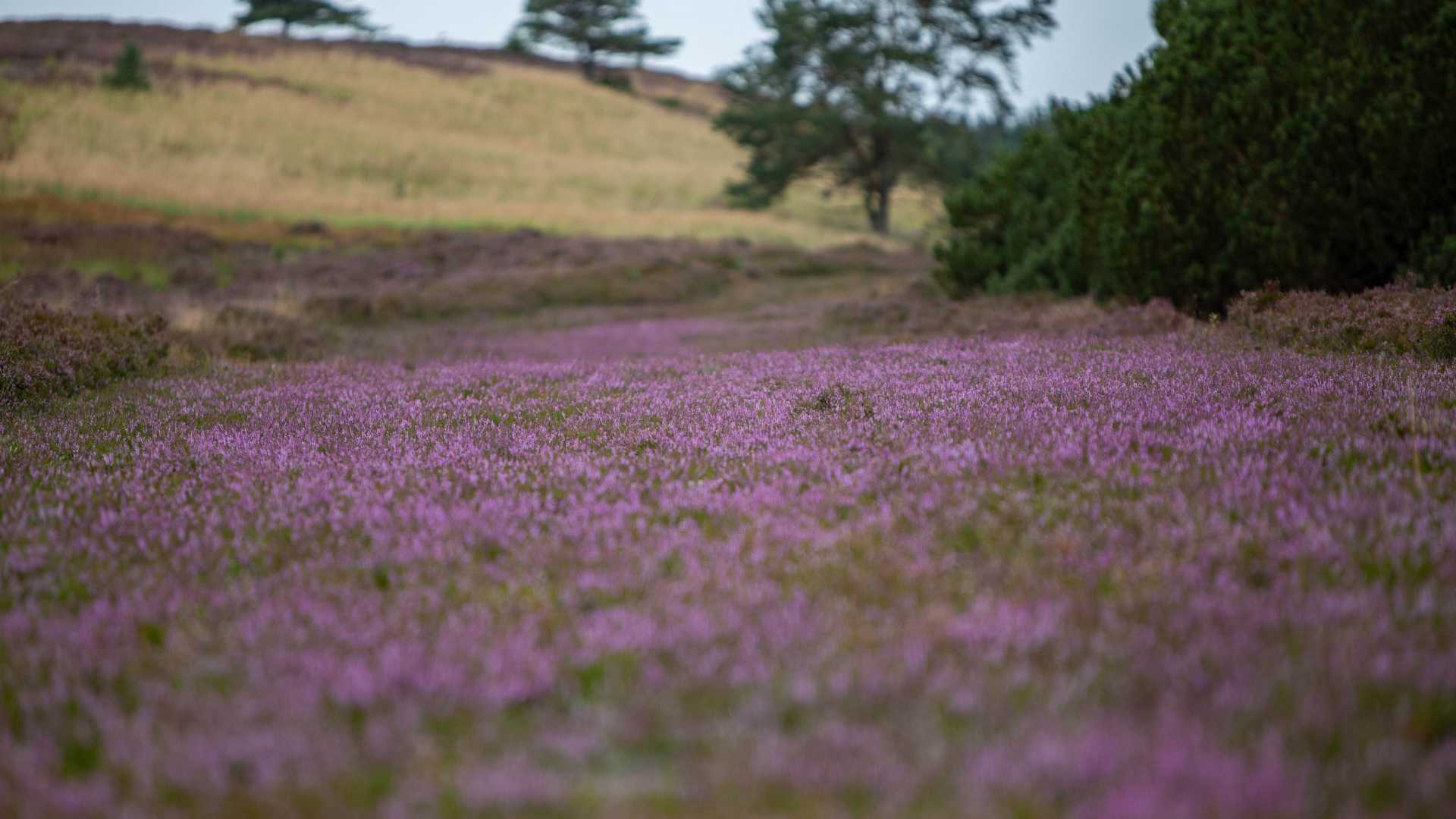 Billede af nyudsprunget lyng ved Isen Bjerg